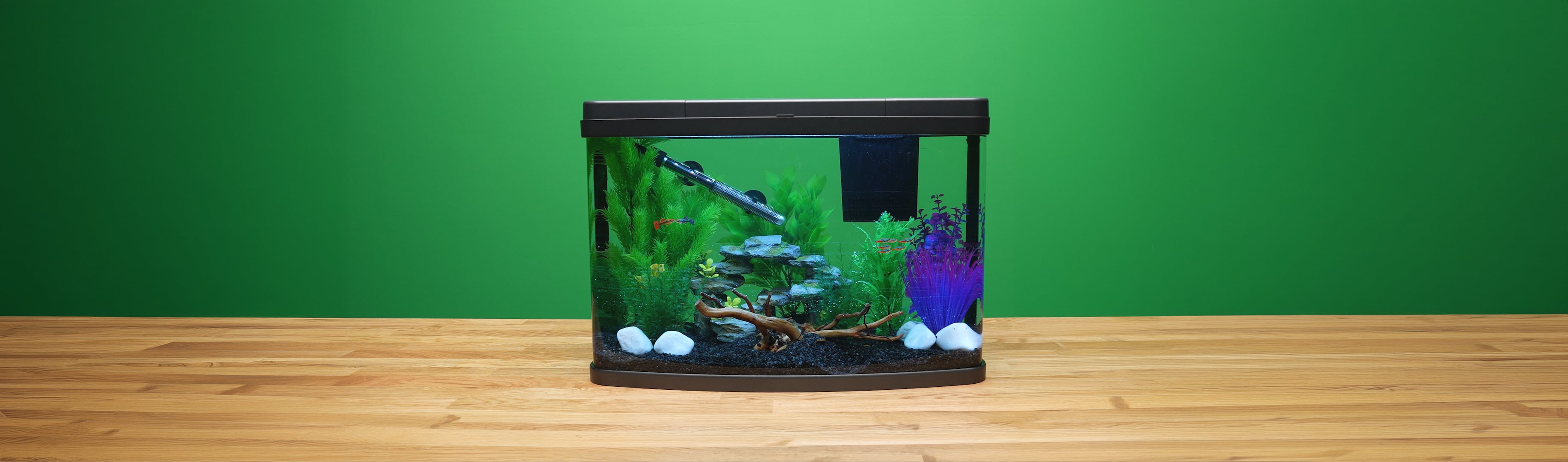 How to set up a fish tank aquarium for beginners