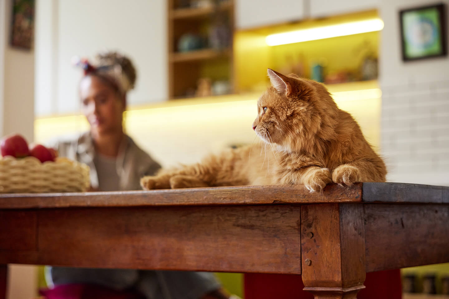 How to care for your cat’s teeth?