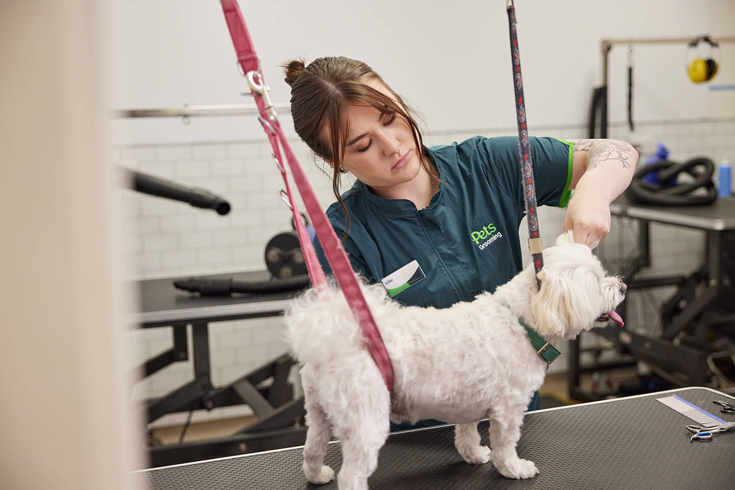Seasonal dog grooming advice