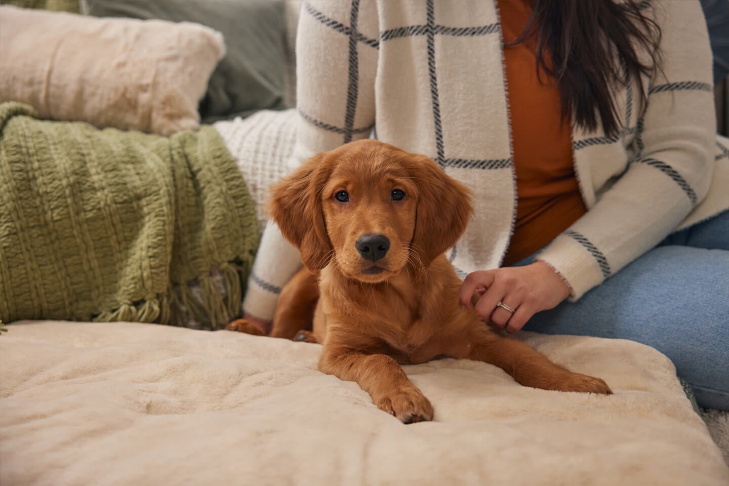 Introducing a new dog