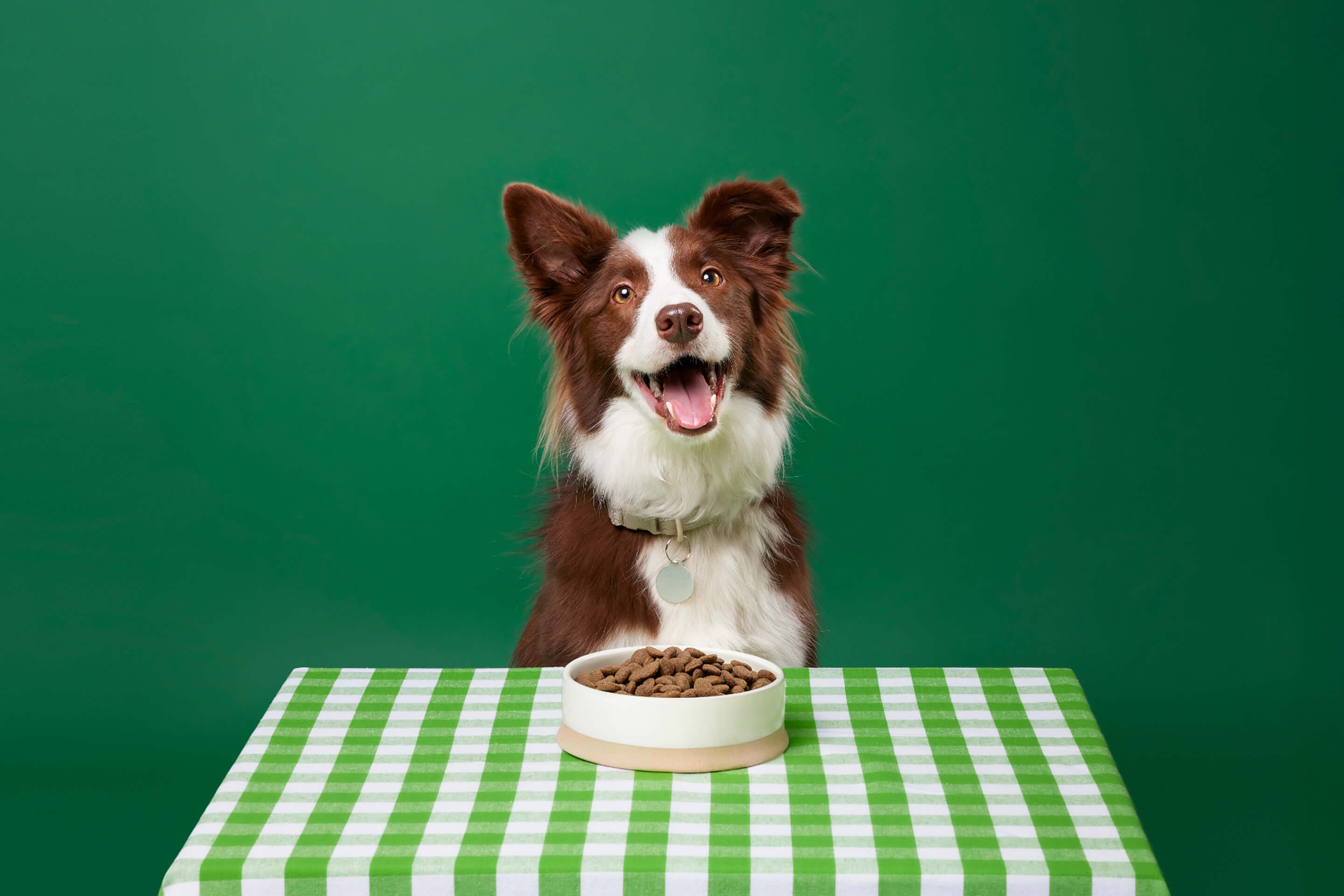 A dog’s dinner: how to feed a dog