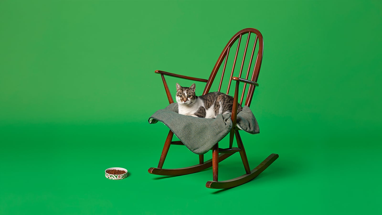 Senior Cat Nutrition