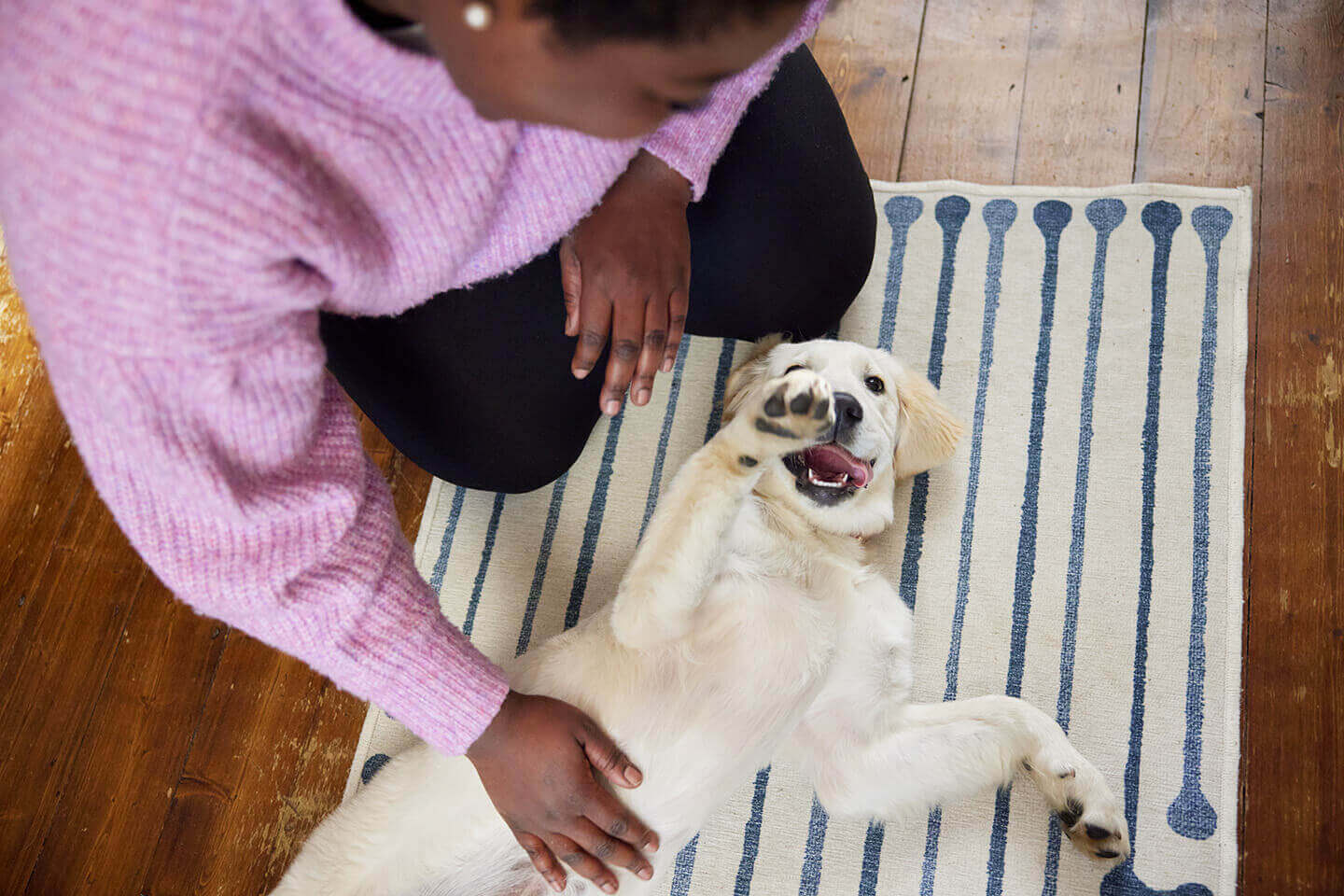 House training a dog or puppy