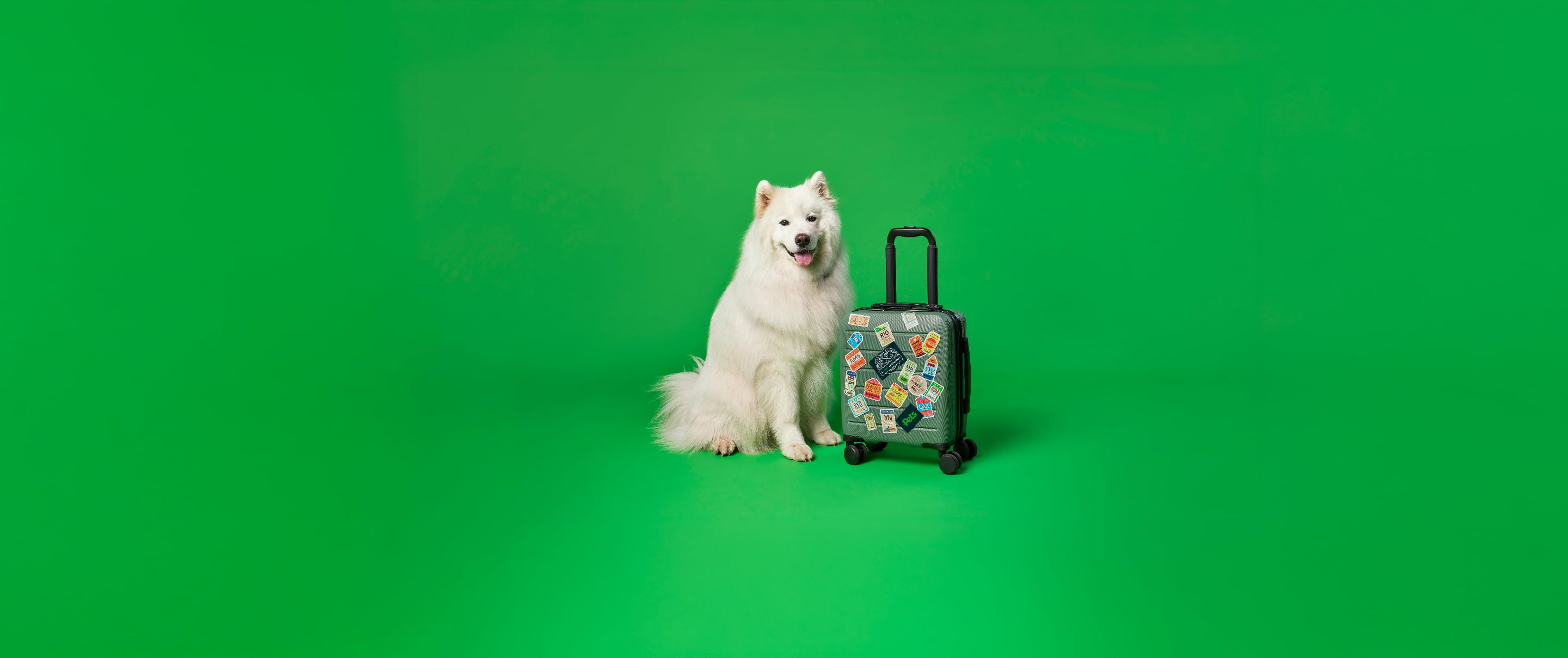 Taking Your Pet Abroad