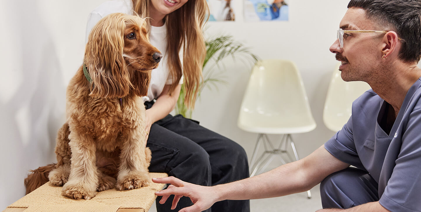 The cost of owning a Dog