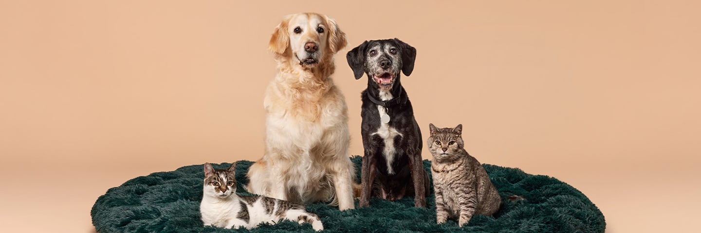 Adjustments for Senior Pets