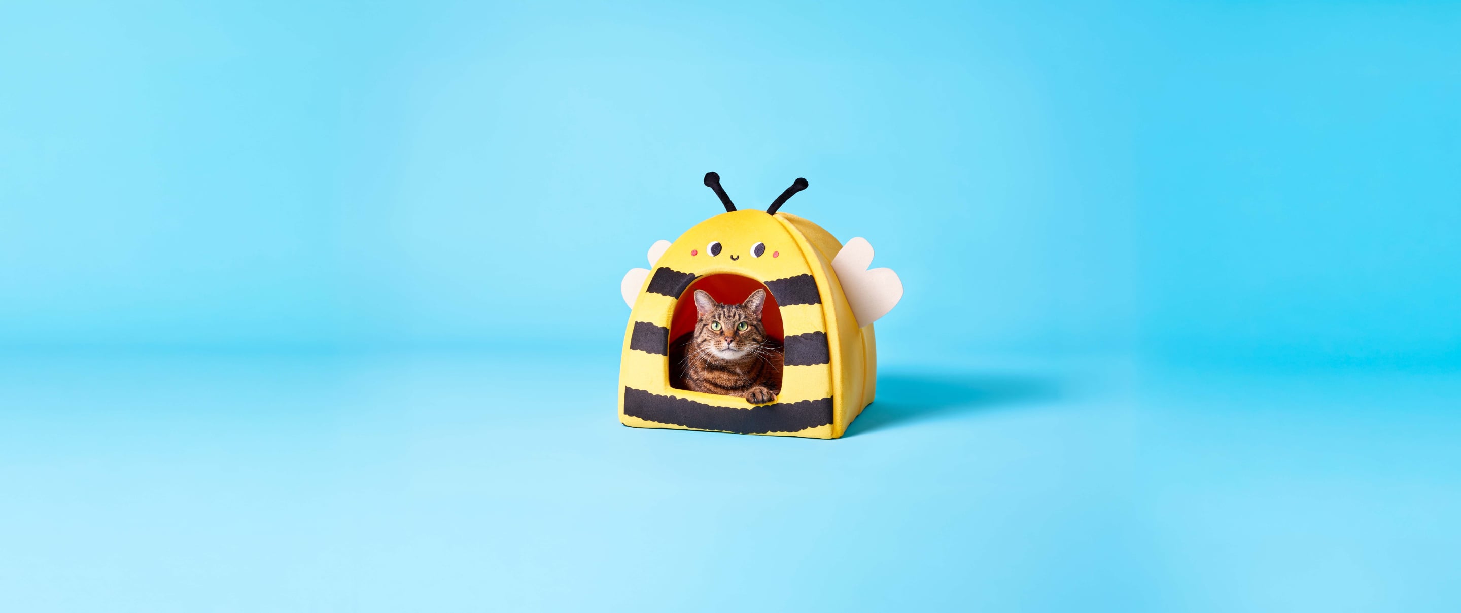 Hot Weather Tips for Cats