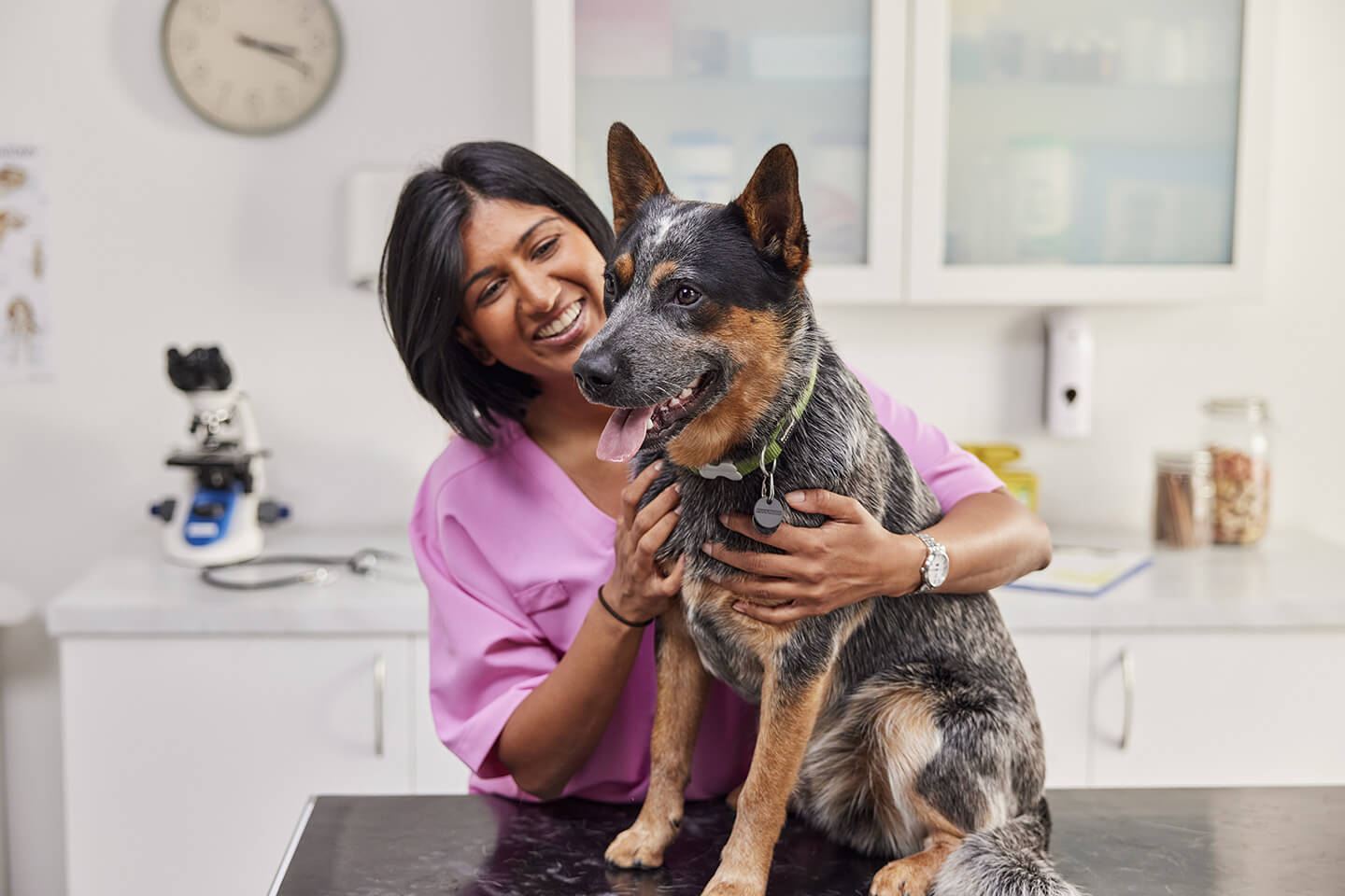 Pet insurance guide