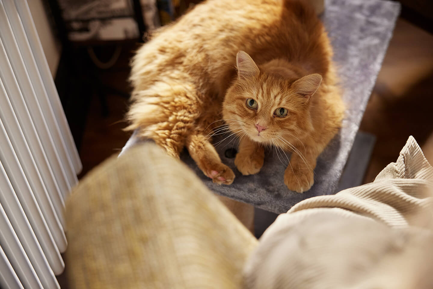 Leaving your cat home alone