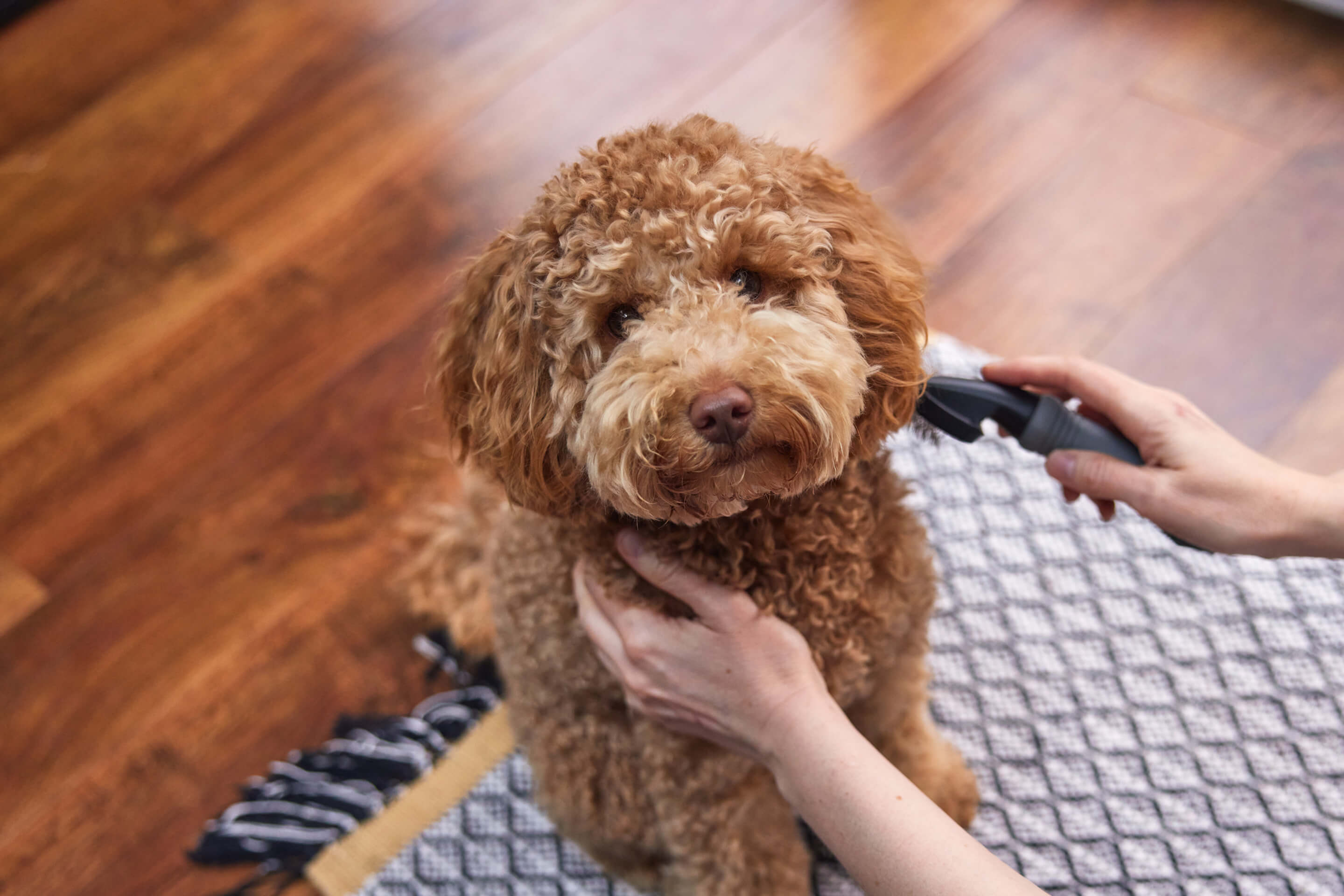 Glow-up pups: dog grooming guidance