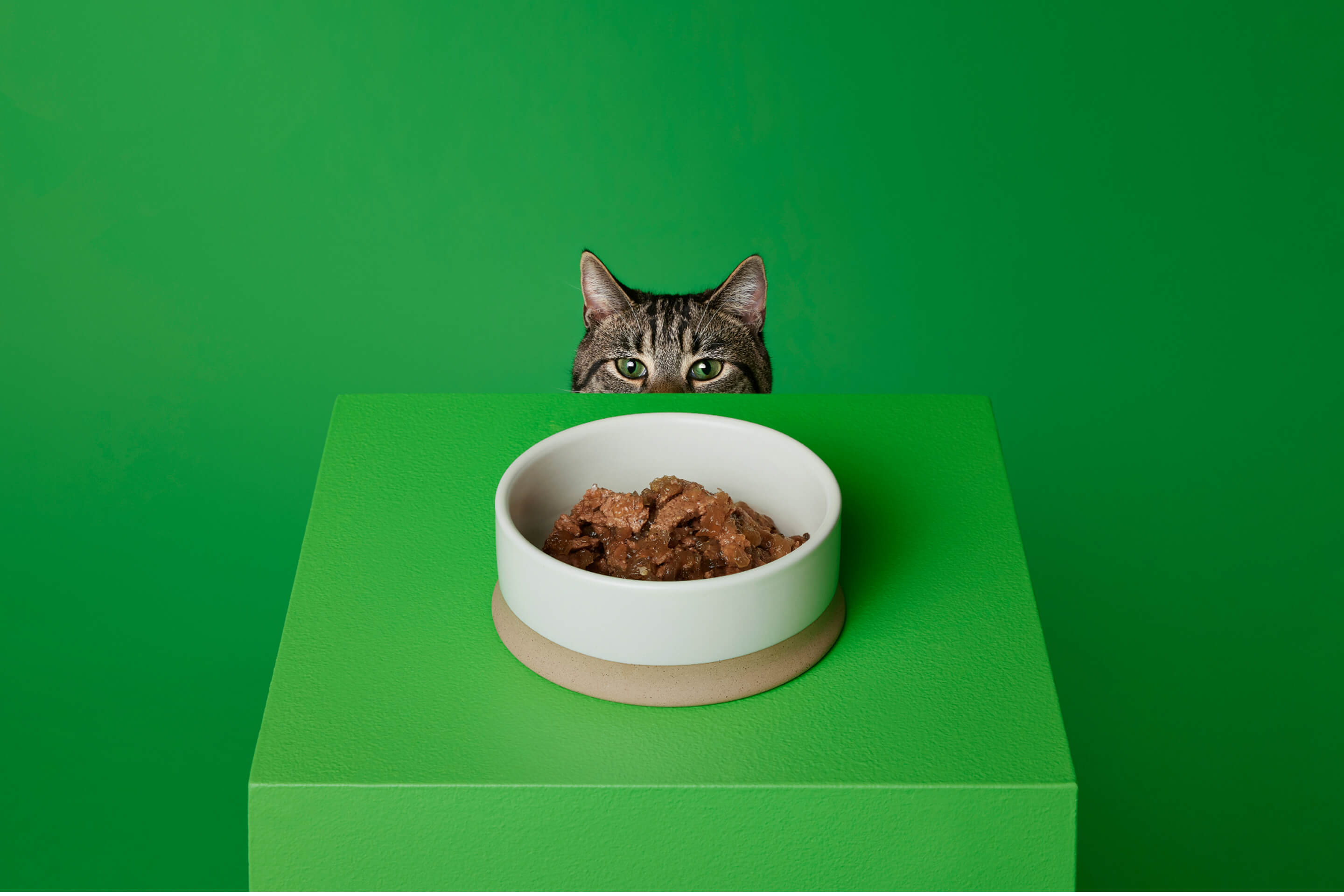 What’s new, fussy cat? Feeding your feline