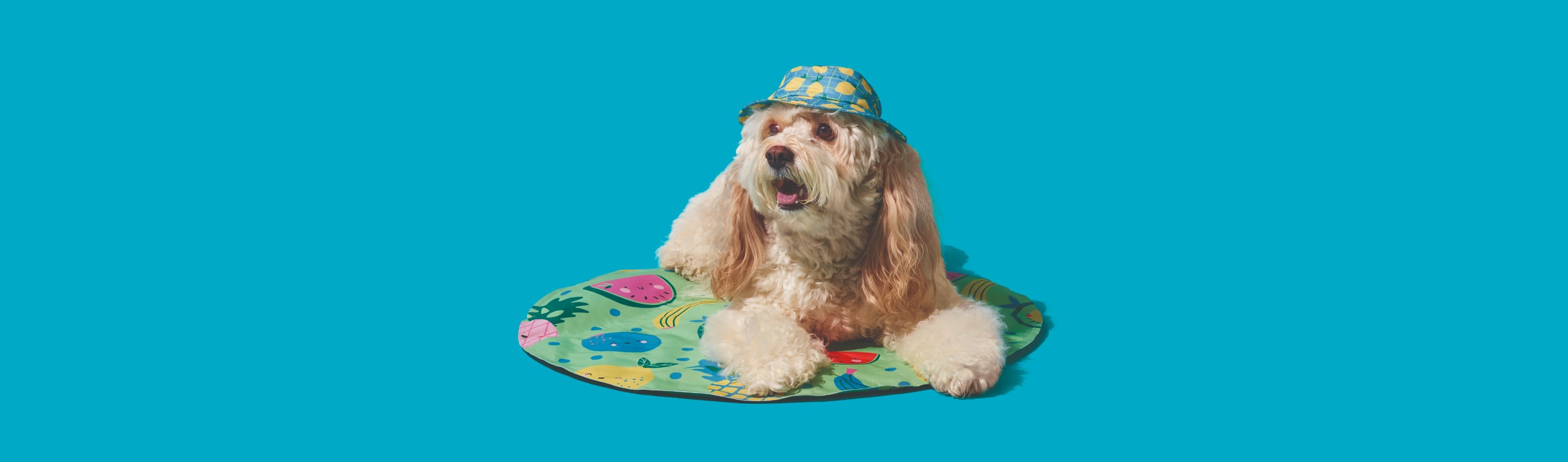 Dog cooling advice