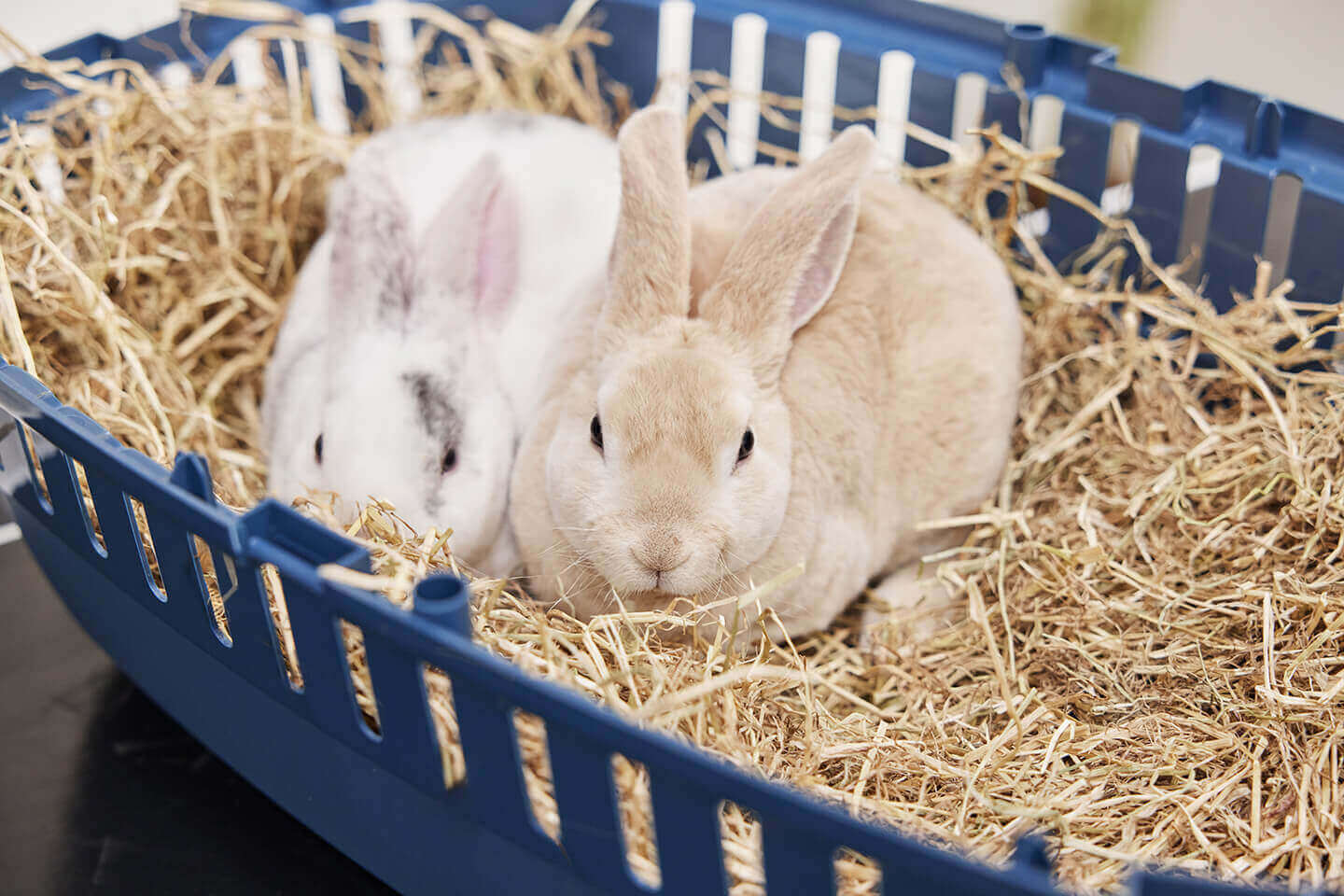 How to keep rabbits warm?