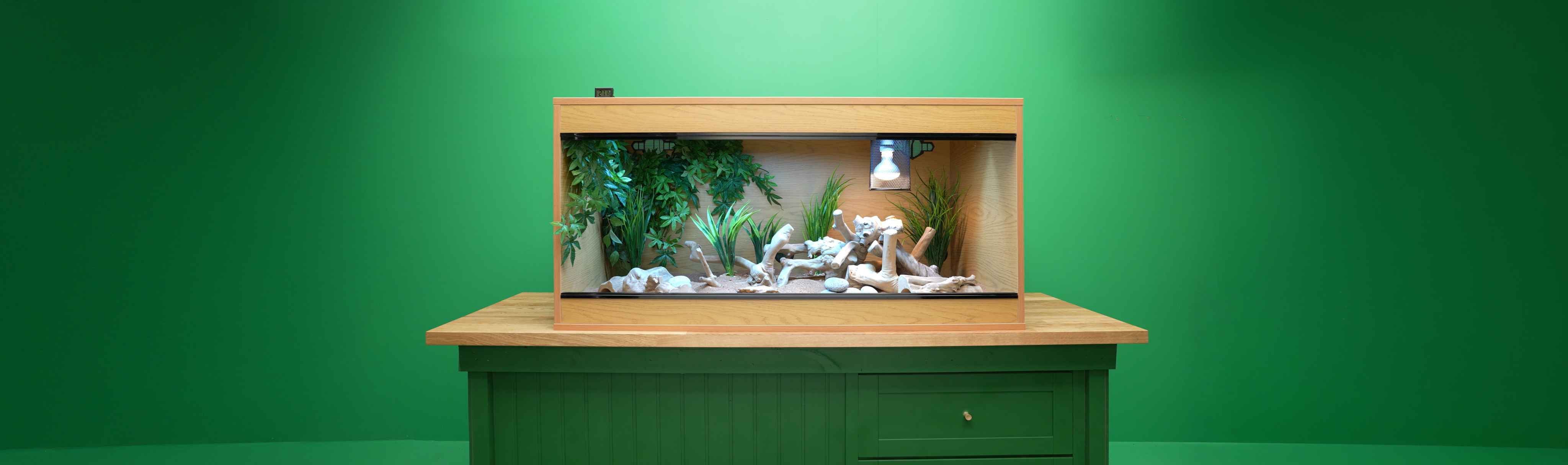 Ready & roaring: How to care for a Bearded Dragon
