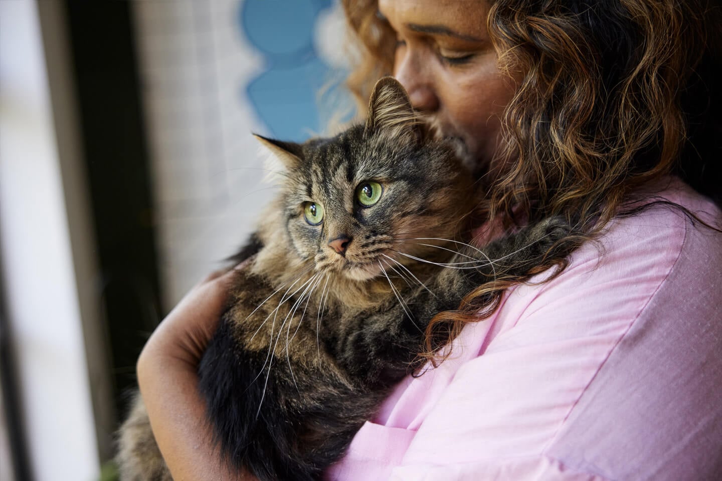 Cat Breeds: Discover the Perfect Companion for Your Home