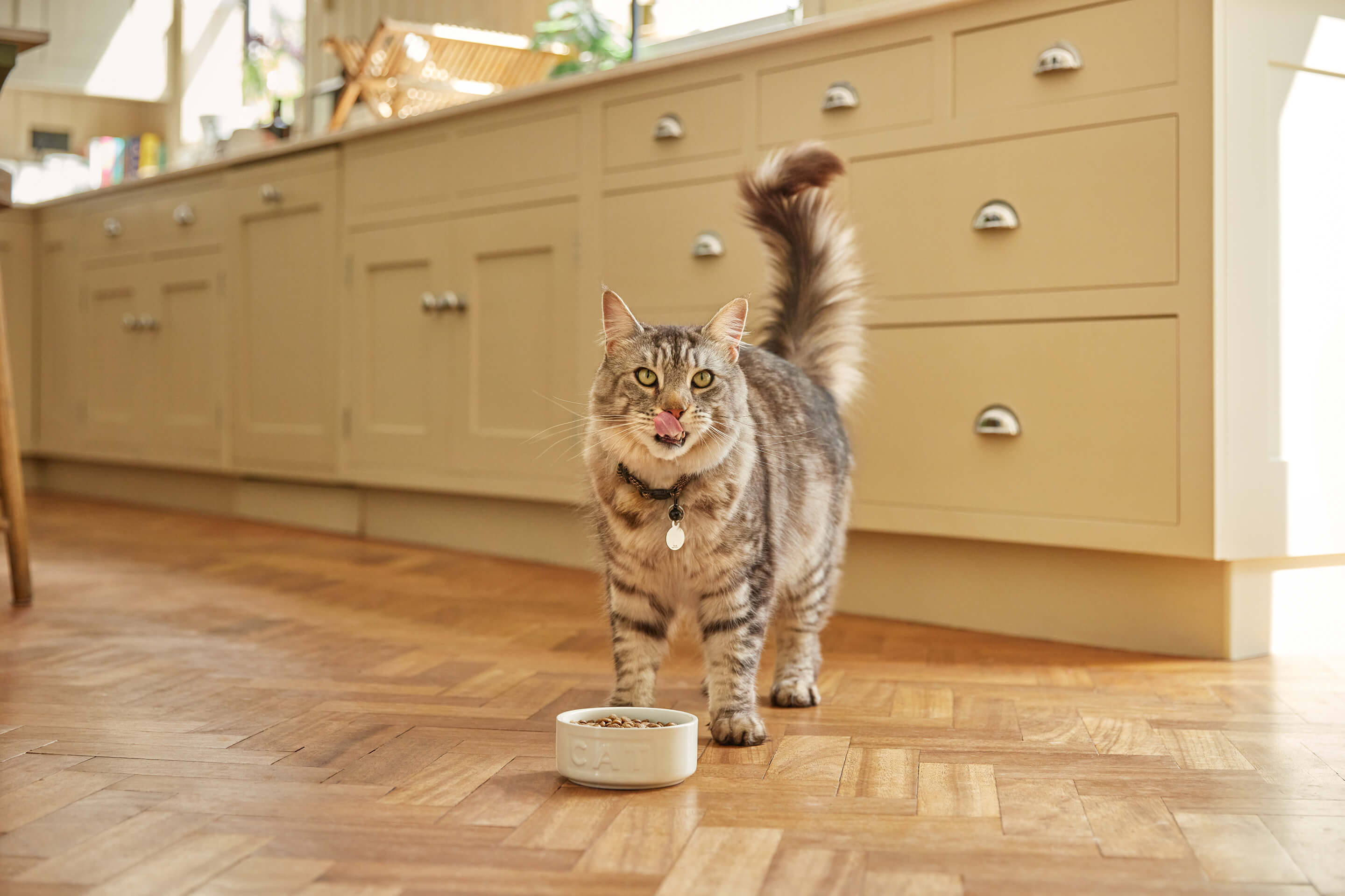 The inside scoop: gut health for pets