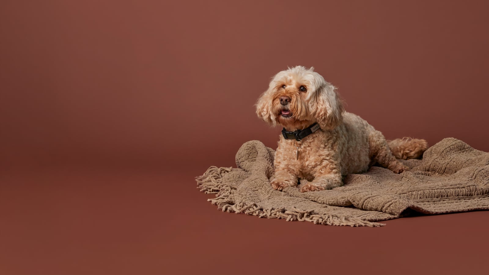 Senior Dog Nutrition