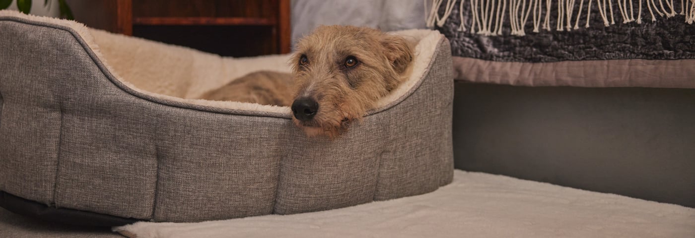 Helping pets feel safe during firework season