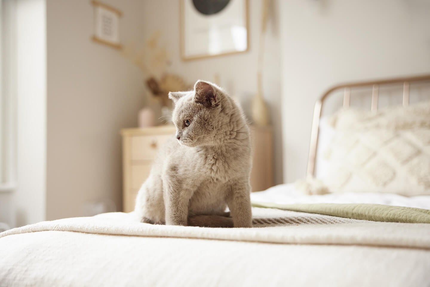 How to adopt a cat or kitten