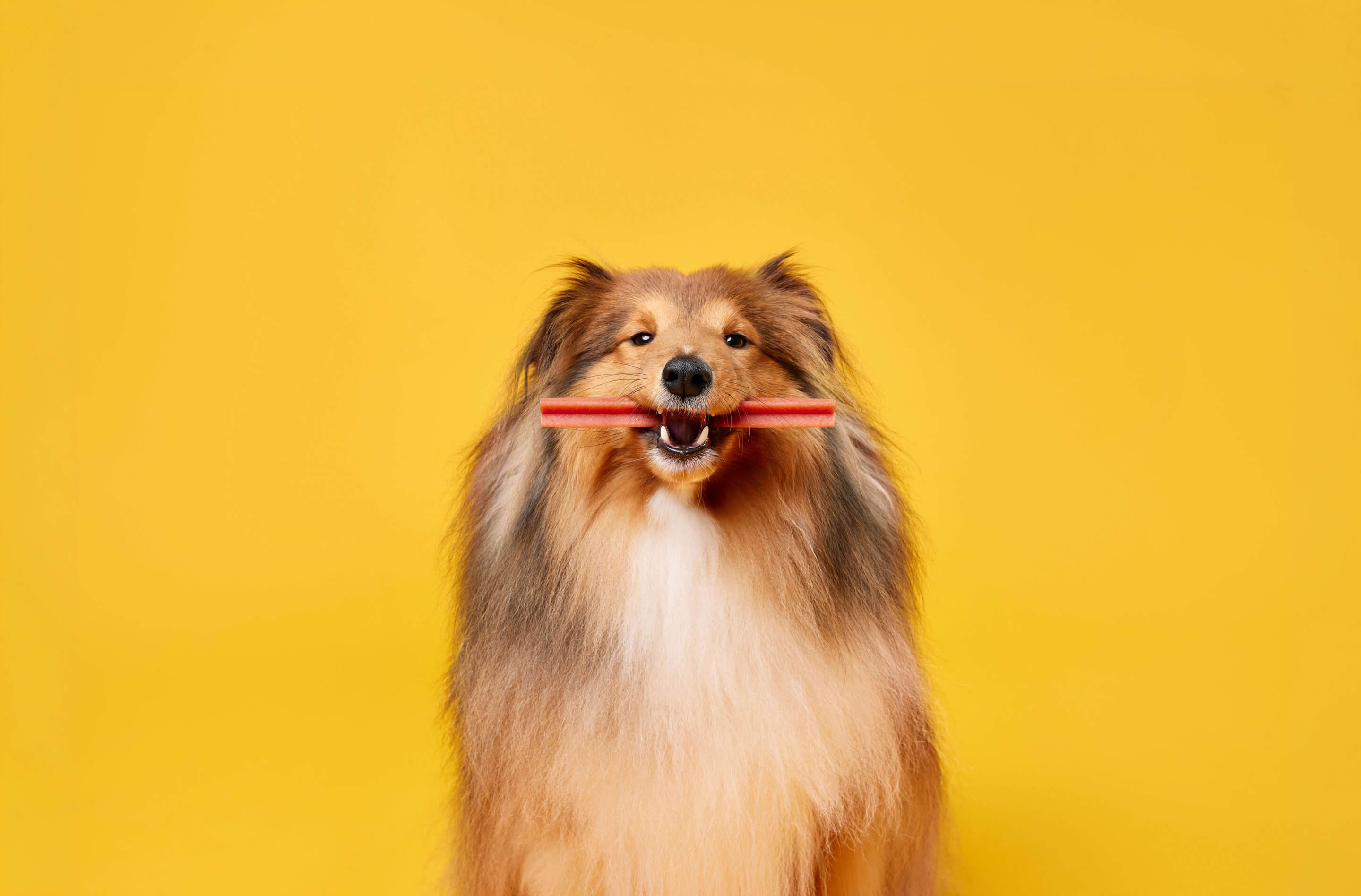 Brush up on dog dental care