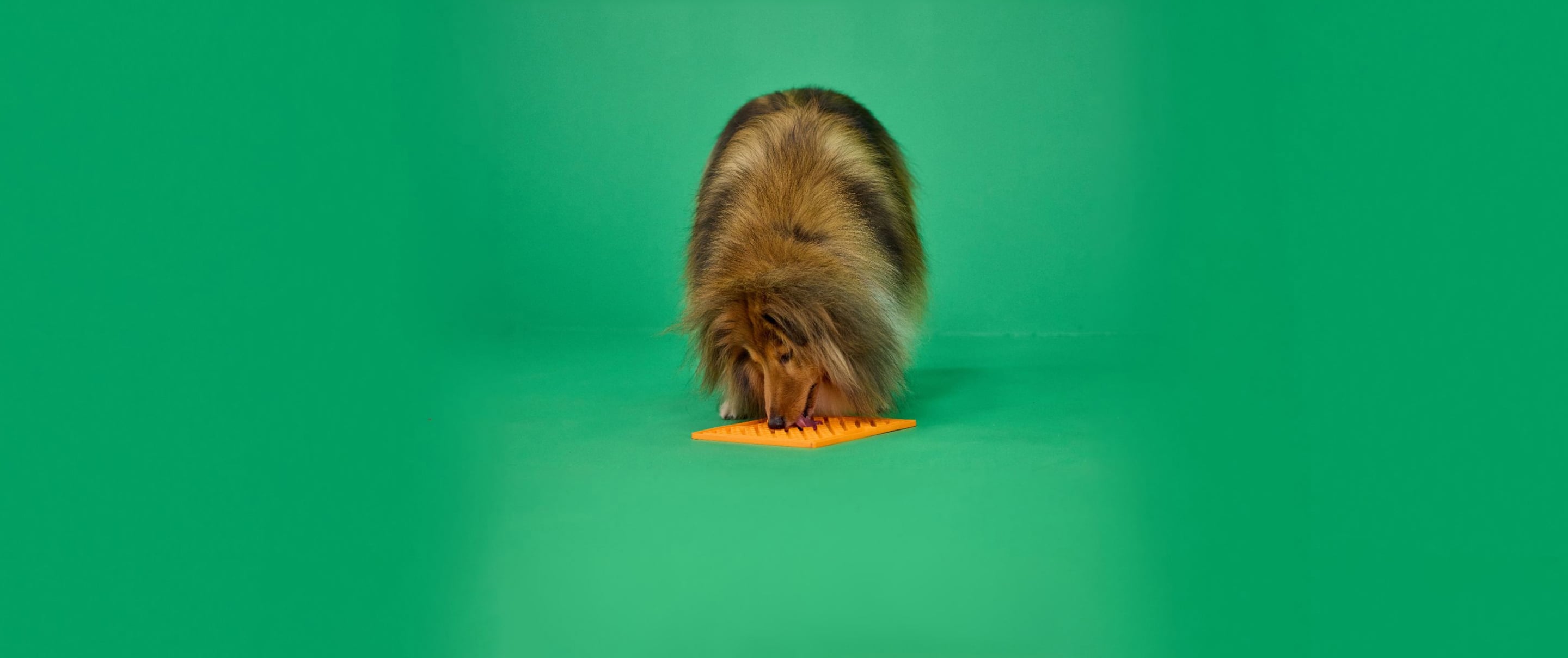 Hero image for Ways to Help Calm Your Pet