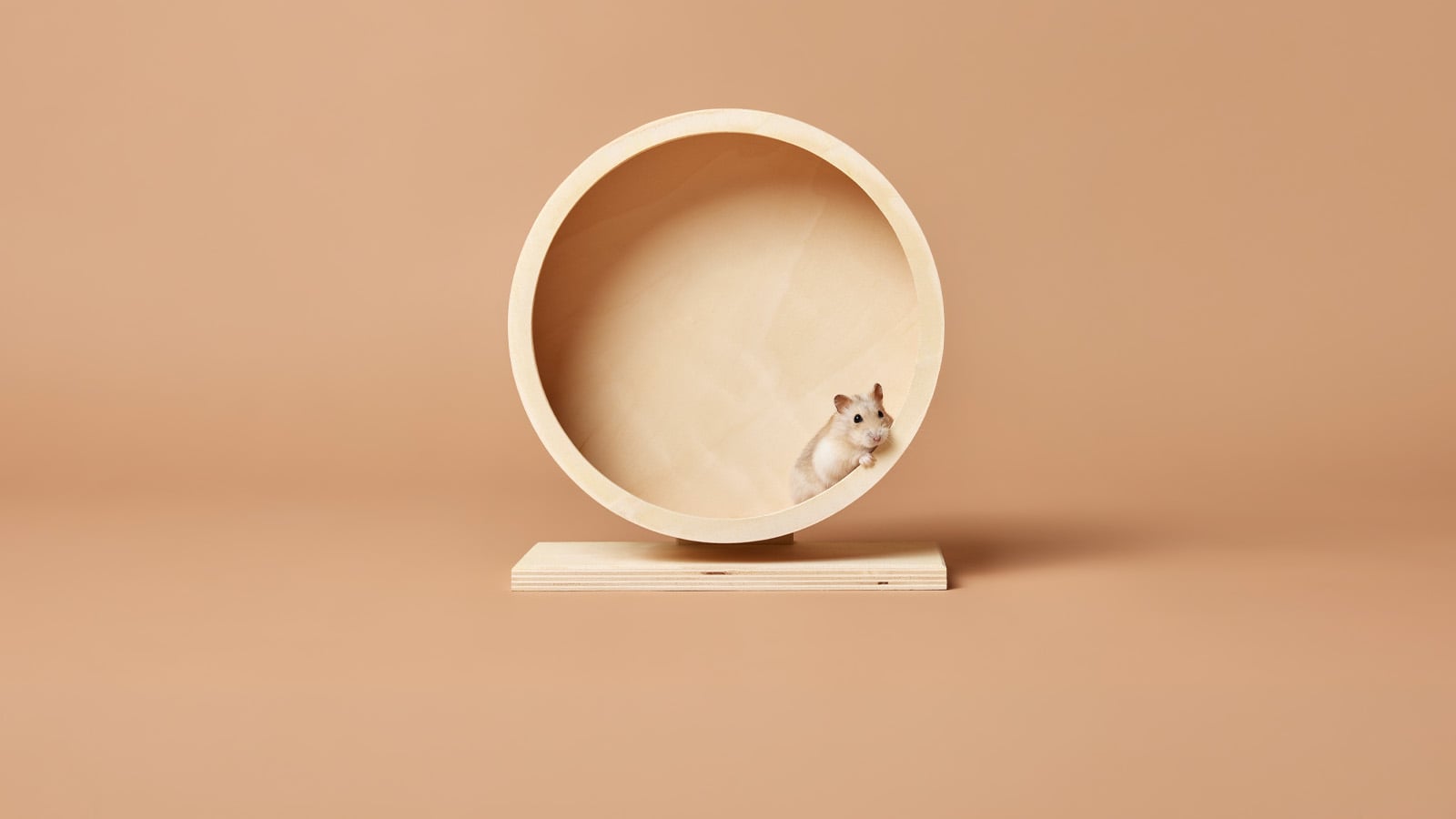 Welcoming a small pet: how to support their welfare