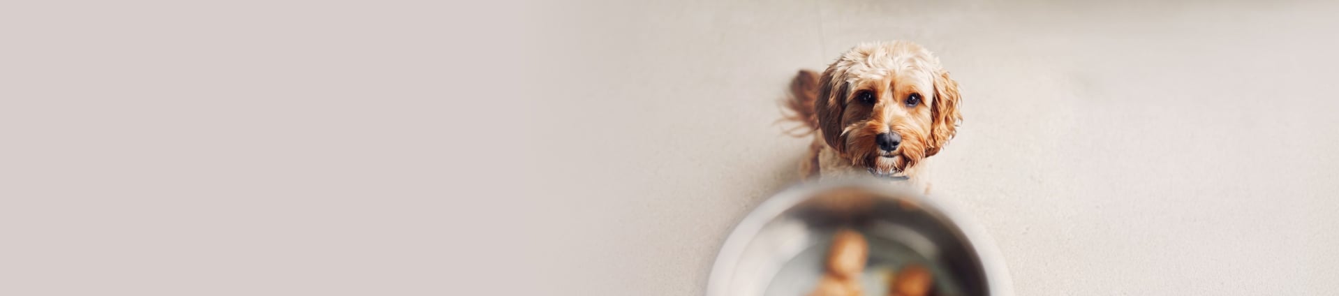 Love Nutrition Grain Free | Pets